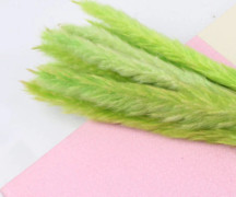 Torkade blombukett Naturliga torkade blommor Bukett Vass Flores Pampas Vete Öron Setaria För hemkontorsdekoration Green