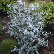 Silvereukalyptus - Eucalyptus gunnii (Storlek: 35-40 C3)