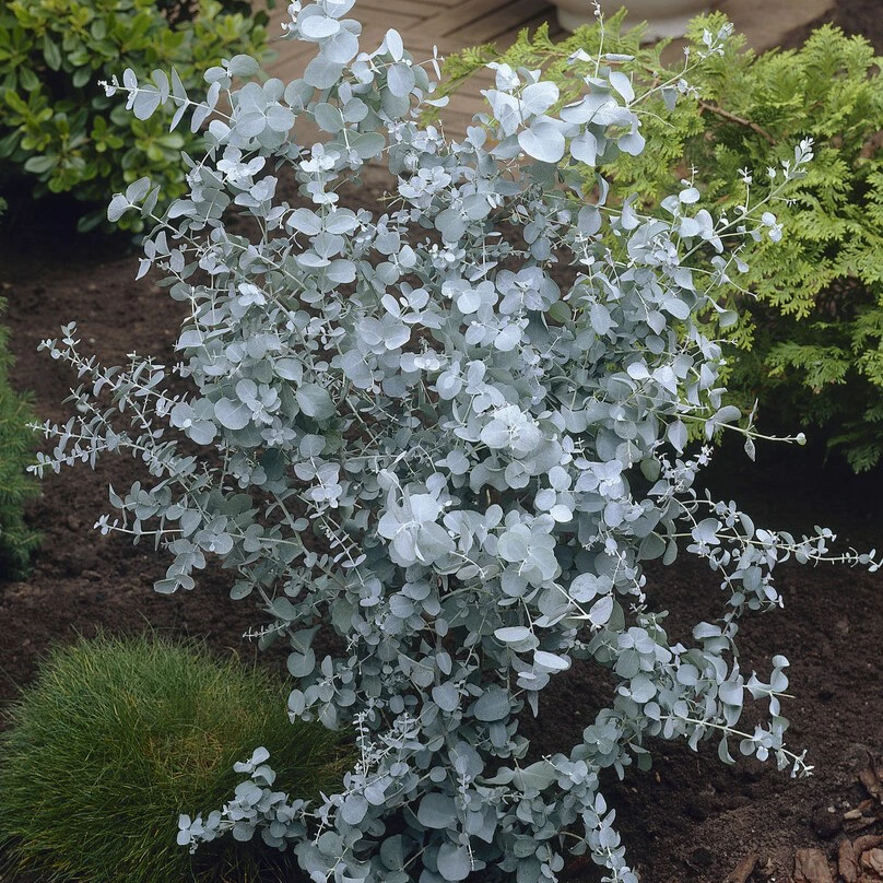 Silvereukalyptus - Eucalyptus gunnii (Storlek: 35-40 C3)