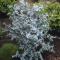Silvereukalyptus - Eucalyptus gunnii (Storlek: 35-40 C3)