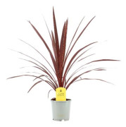 Syddracena - Cordyline australis Red Star (Krukstorlek: 13cm)