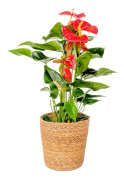 Rosenkalla - Anthurium 'Madural Orange' - Inklusive korg - Höjd 55-70cm - ø17cm