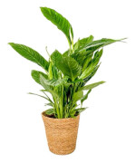 Fredskalla - Spathiphyllum 'Lima' - Inklusive korg - Höjd 60-75cm - ⌀17cm