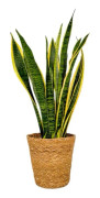 Svärmorstunga - Sansevieria Laurentii - Inklusive korg - Höjd 60-70cm - ⌀17cm