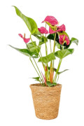 Rosenkalla - Anthurium 'Maine Pink' - Inklusive korg - Höjd 55-70cm - ø17cm