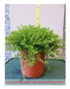 1 KRUKVÄXTSANTOREGGIA I KRUKA 18CM aromatisk trädgård
