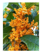 1 PLANTA AV OSMANTHUS FRAGRANS OLEA FRAGRANS APELSIN KRUKA 20CM ständigt grön