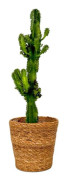 Kaktuseuforbia - Euphorbia ingens - Inklusive korg - Höjd 50-60cm - ⌀17cm