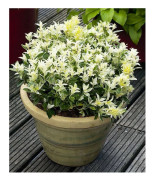 1 VÄXTA AV EUONYMUS JAPONICUS PIERROLINO KRUKA 15CM