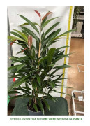 1 FICUS AMSTEL KING VÄXT I KRUKA 17CM