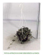 1 VÄXTSLAG AV CEROPEGIA I KORG 12CM, INOMHUSVÄXTER, PERENNER