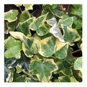 1 VÄXTSLAG AV VARIEGAT EDERA HELIX I HÄNGANDE KORG 20CM klättrande