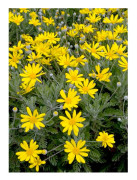 1 VÄXTER AV EURYOPS PECTINATUS KRUKA 14CM