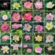 100-delad lotusfrökollektion för härdiga trädgårdsväxter - Lotusblomfrön för damm- och vattenträdgårdsplantering