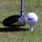 Golfpeggar i plast / Castlepeggar 24 mm (40 st)