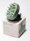 Scalp Massage Brush
