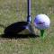 Golfpeggar i plast / Castlepeggar 23 mm (25 st)