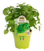 1 PLYNTA AV MELISSA I KRUKA 14CM ORTOMIO AROMATISKA