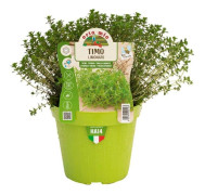 1 PLANT OF LEMON THYME POT 14CM ORTOMIO AROMATICHE