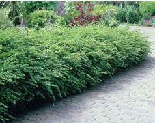 1 VÄXTA AV LONICERA CAPRIFOGLIO NITIDA ELEGANT I KRUKA 15CM Ständigt gröna kaprifol