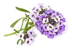Click & Grow - Smart Garden Refill 3-pack söt Alyssum