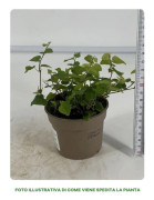 1 FICUS GREEN SUNNY VÄXTA I 9CM KRUKA, VÄXTER FÖR UTE OCH INNE, PERENNA