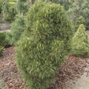 Tall - Pinus sylvestris Globosa Viridis (Storlek: C2)