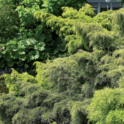 Kinesisk En - Juniperus chinensis Golden Saucer (Storlek: C2,3)