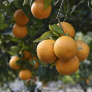 Clementin - Citrus clementina (Krukstorlek: 20cm)