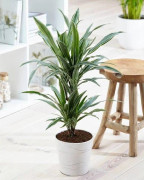 1 DRACENA WHITE STRIPE LYCKA TRÄ VAS 19CM INOMHUSVÄXT LUFTRENGÖRANDE