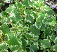 1 PLECTRANTHUS VÄXT ELLER RÖKELSEVÄXT I KRUKA 14CM Perenn