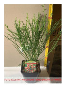 1 VÄXTSLAG CYTISUS GOLD FINCH KRUKA 14CM Lövfällande