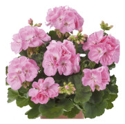 Pelargon, kruka - Pelargonium zonale Brilliant Light Pink