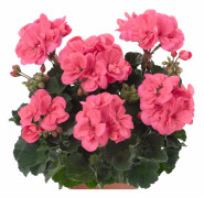 Pelargon, kruka - Pelargonium zonale Nightdancer Hot Coral