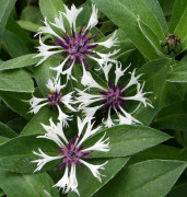 Bergklint - Centaurea montana Amethyst in Snow (Krukstorlek: 0,5-1L)