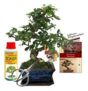 Presentset Bonsai "Carmona" - Fukienté - ca. 6 år gammal - Nybörjarset