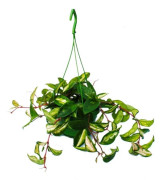 Inomhusväxt att hänga - Hoya carnosa rubra - Porslinblomma - Vaxblomma 14 cm trefärgad