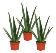 Förpackning med 3 - Aloe vera - ca 2 år - 10,5 cm kruka