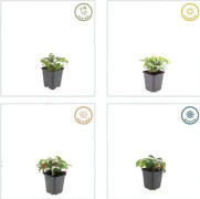 Markbeläggning - Kanadensisk hundwood - Cornus canadensis - 9 cm kruka - 20 växter kit