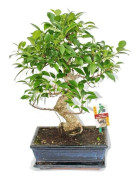 Bonsai Kinesisk fikonträd - Ficus retusa - ca. 10 år