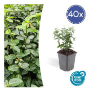 Marktäcke - Krypande benved - Euonymus fortunei radicans - 9 cm kruka - Set med 40 växter