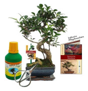 Coffert Bonsaï Bonsaï "Ficus" - Kinesisk fikonträd - ca. 6 år - nybörjarsats