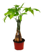 Pachira aquatica, lyckokastanj - 12cm kruka