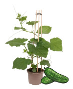 Gurkväxt Snack Gurka - för balkong och trädgård - 14cm kruka - grönsaker att ta med
