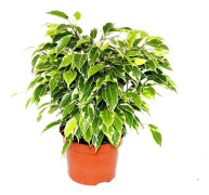 Exotenherz Björkfig Ficus Kinky vitprickiga blad 1 växt lättskött luftrenande 12cm kruka