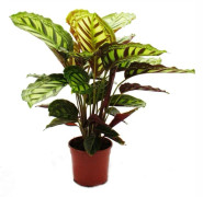 Skuggväxt med ovanligt bladmönster - Calathea roseapicta - 14 cm kruka - höjd ca. 50 cm