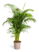Guldfruktspalm - Dypsis lutescens - Areca - Enstaka växt - höjd ca 150-170cm - kruka 27cm