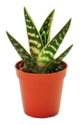 Aloe variegata - Aloe vera - Tiger aloe - medelstor växt i kruka 8,5 cm