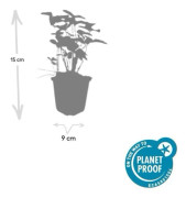 Bodendecker - Skogsstjärna - Fragaria vesca - 9cm kruka - Set med 24 växter