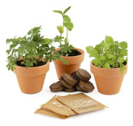 Rädisa och Nasturtium - Trio av magiska växter